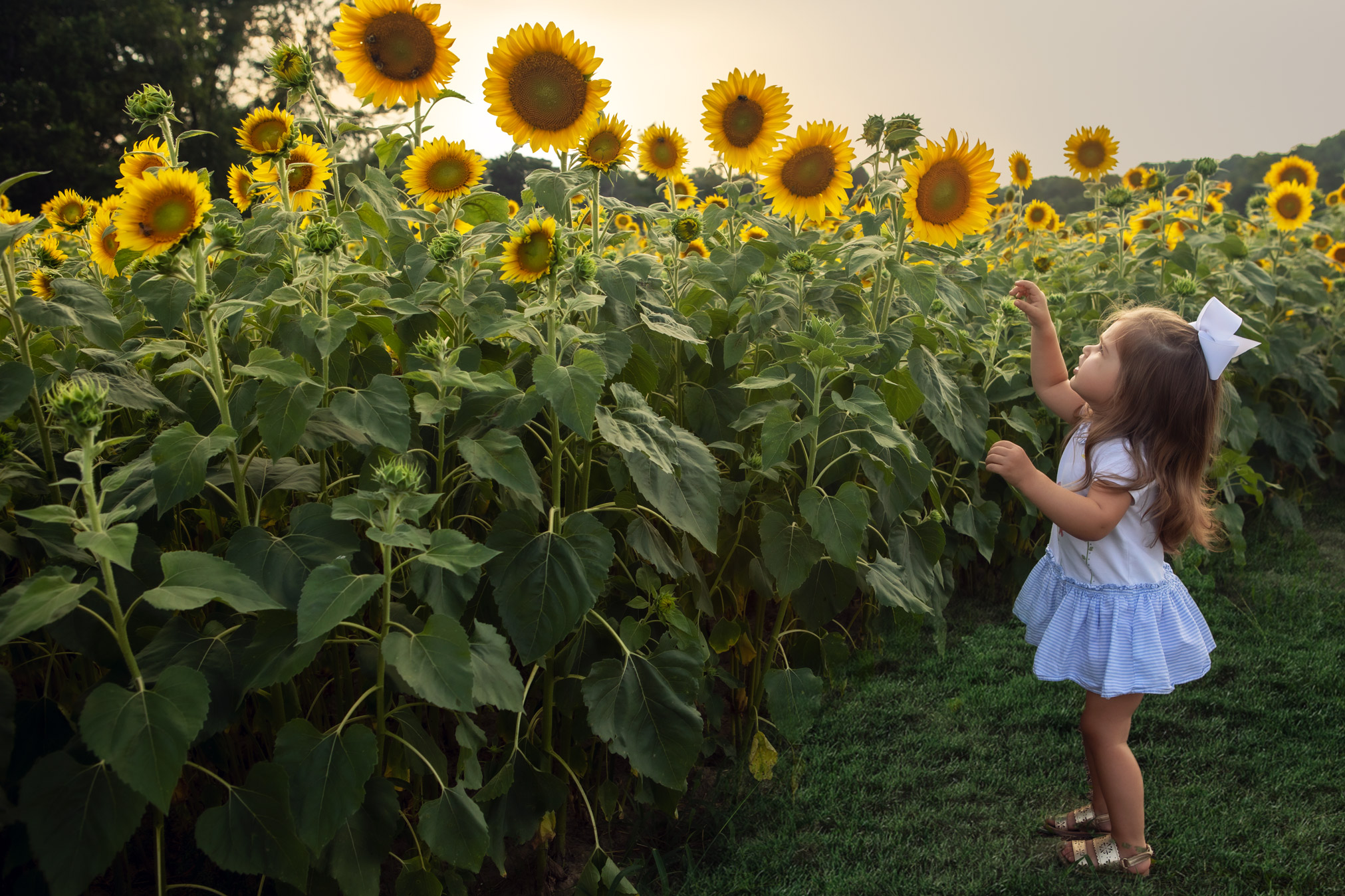 Sunflower Mini Sessions